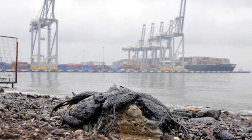 İzmit K&ouml;rfezi'nde Kirliliğin Etkileri S&uuml;r&uuml;yor