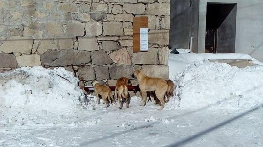 Karda Yiyecek Bulamayan K&ouml;peklere K&ouml;yl&uuml;ler Sahip &Ccedil;ıktı