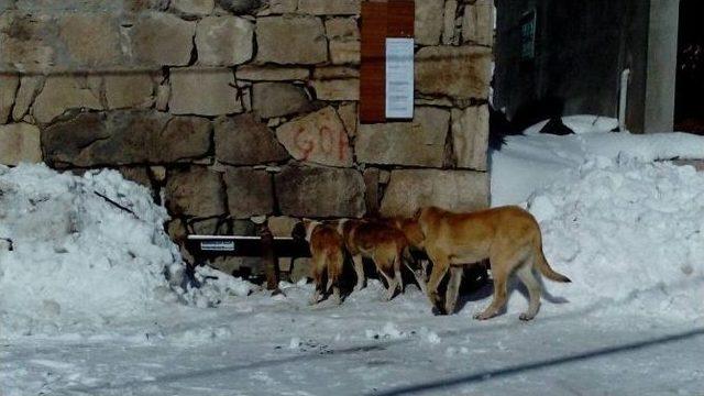 Karda Yiyecek Bulamayan K&ouml;peklere K&ouml;yl&uuml;ler Sahip &Ccedil;ıktı 1
