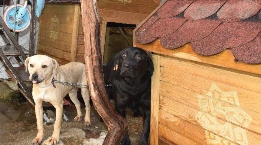 Hayvanlara Karesi Şefkati