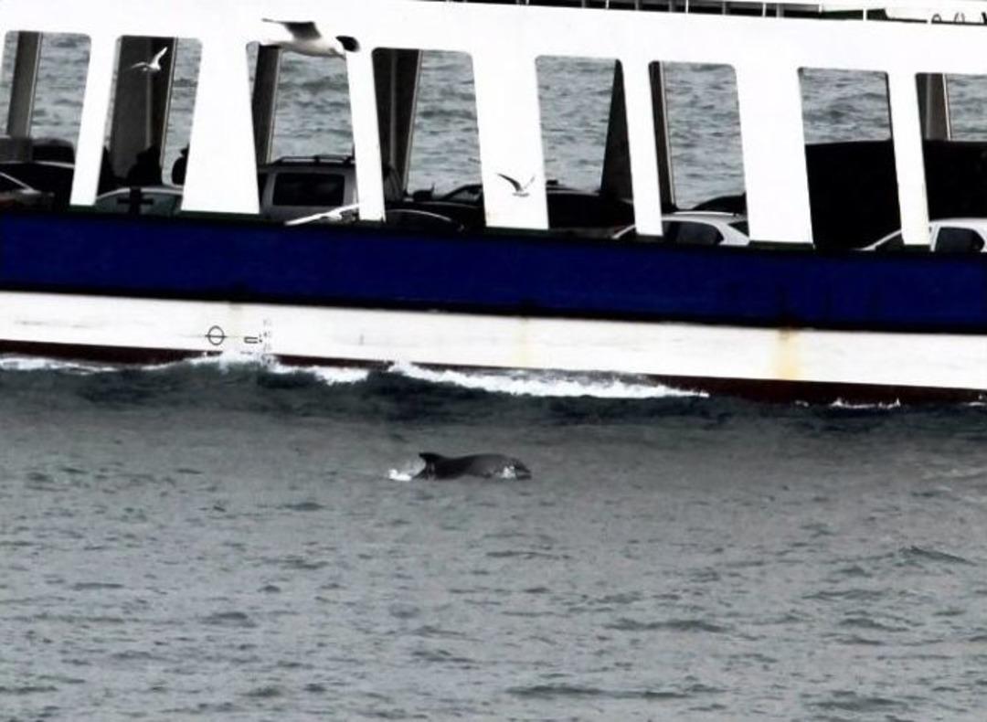 &Ccedil;anakkale Boğazı&rsquo;nda Yunusların Dansı