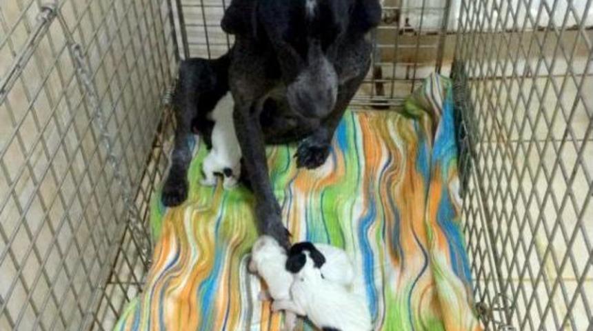 Sokak K&ouml;peği Ve 4 Yavrusu Korumaya Alındı