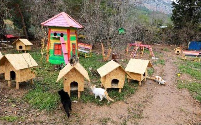 'mandıra Filozofu'dan Etkilendi, Kedi Köyü Kurdu