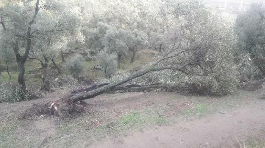 Fırtına Ko&ccedil;arlı'da Ağa&ccedil;ları Yıktı