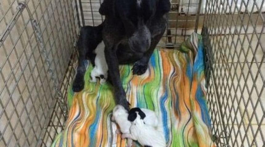Anne K&ouml;pek Ve Yeni Doğan Yavruları Soğuğa Karşı Korumaya Alındı