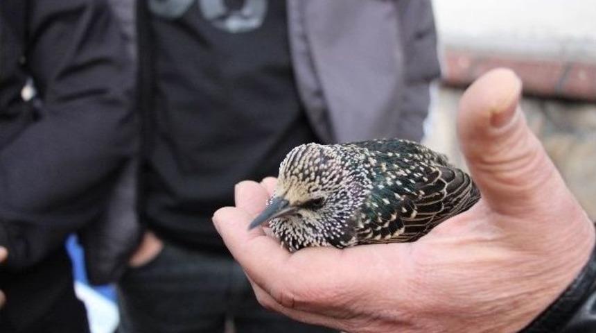 F&uuml;nye İle Patlatılan Ş&uuml;pheli &Ccedil;uvaldan Odun &Ccedil;ıktı