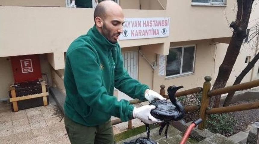 İzmit K&ouml;rfezi'nde Yakıta Bulunan Karabataklar Tedaviye Alındı