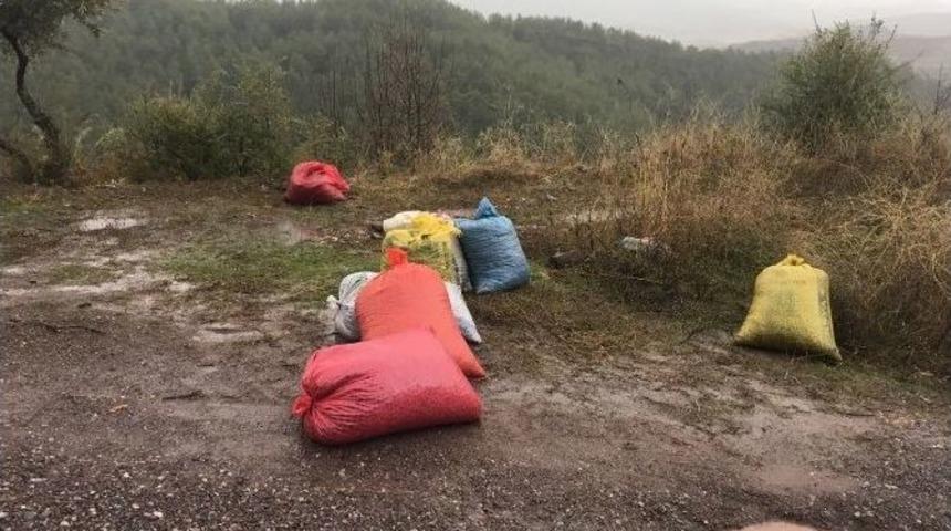 Milas&rsquo;ta Zeytin Hırsızına Su&ccedil;&uuml;st&uuml;