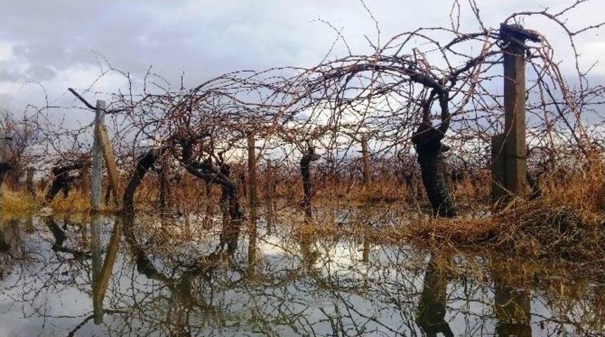 Bağlar G&ouml;le D&ouml;nd&uuml; &Uuml;reticinin Y&uuml;z&uuml; G&uuml;ld&uuml;