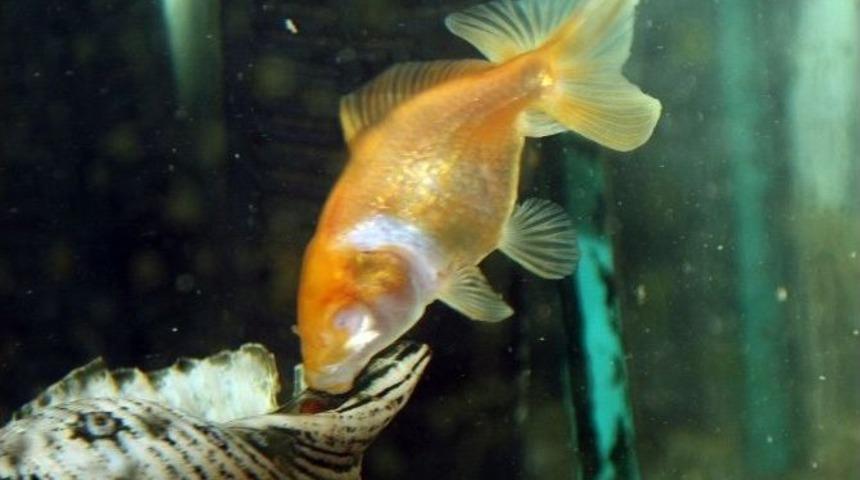 (&ouml;zel Haber)- G&ouml;zleri Olmadan Yaşayan Japon Balığı G&ouml;renleri Hayrete D&uuml;ş&uuml;r&uuml;yor