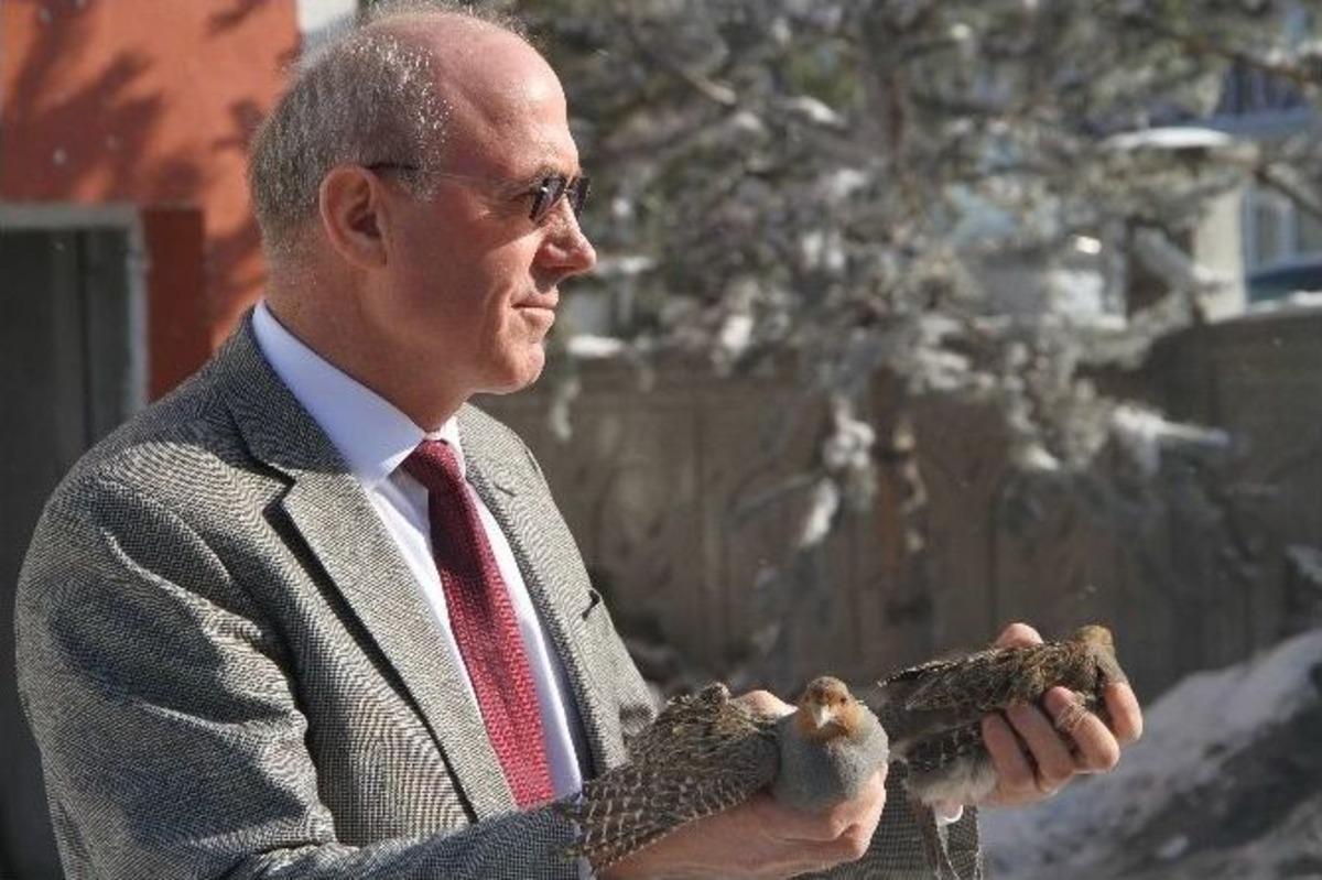 Avcılar Tarafından Vurularak Yaralanan 2 &Ccedil;il Keklik Koruma Altına Alındı