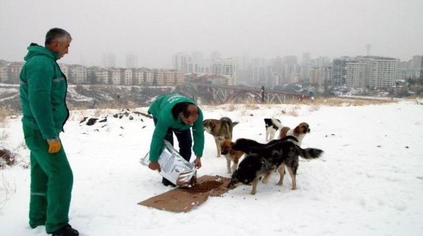 Bir Haftada Bir Ton Kuru Mama