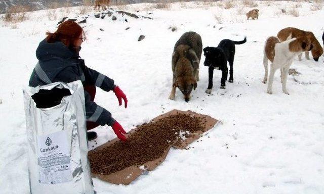 Bir Haftada Bir Ton Kuru Mama