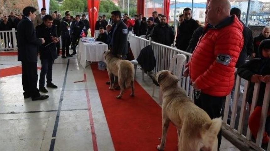 Gaziemir&rsquo;de K&ouml;pek Irkları Yarışması