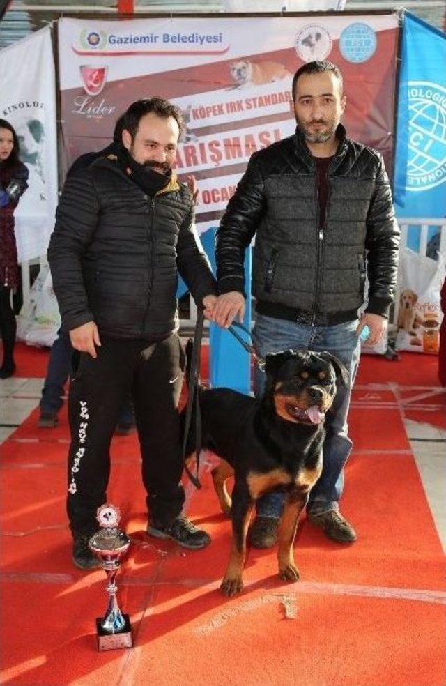 Gaziemir’de Köpek Irkları Yarışması