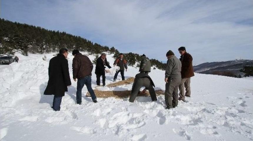 Kaymakam Dağda Yem Dağıttı