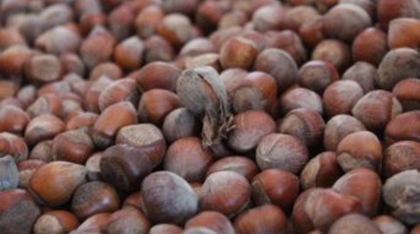 Fındık Y&uuml;kselişe Ge&ccedil;ti