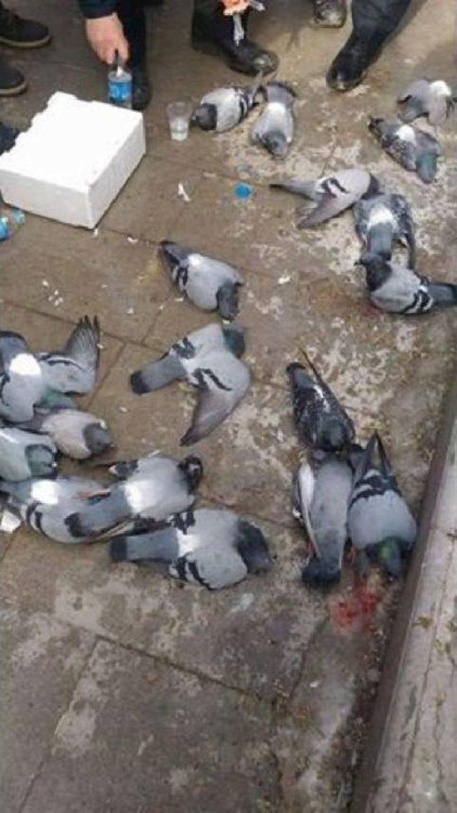 Kırıkkale'de Zehirlenen Güvercinler Için Inceleme