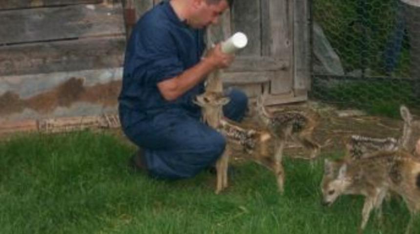 Ordu&rsquo;da Ge&ccedil;en Yıl 326 Yaban Hayvanı Tedavi Edildi