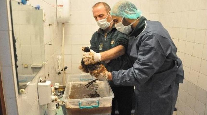 Katrana Bulanan Deniz Canlıları Darıca&rsquo;da Tedavi Altına Alındı