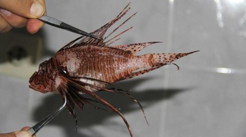 Bu Balığı Yemek Serbest, Dokunmak Yasak