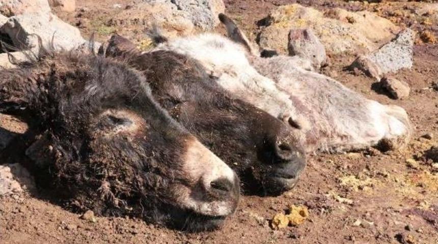 Siverek&rsquo;Te Kesilen 4 Eşek Kafası Bulundu