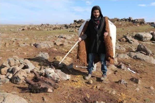 Siverek&rsquo;Te Kesilen 4 Eşek Kafası Bulundu 1