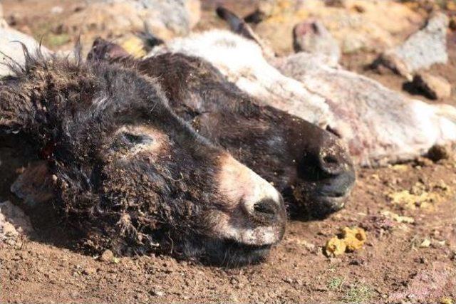 Siverek&rsquo;Te Kesilen 4 Eşek Kafası Bulundu 2