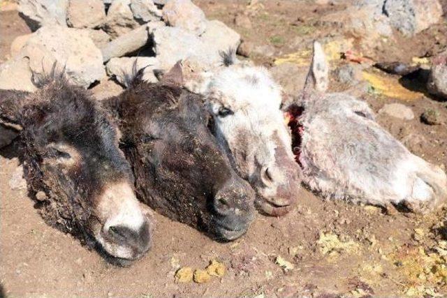 Siverek&rsquo;Te Kesilen 4 Eşek Kafası Bulundu 3