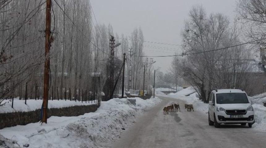 S&uuml;r&uuml; Halinde Gezen K&ouml;pekler Vatandaşı Tedirgin Ediyor