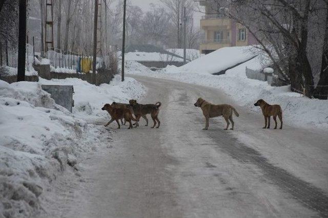 S&uuml;r&uuml; Halinde Gezen K&ouml;pekler Vatandaşı Tedirgin Ediyor 1