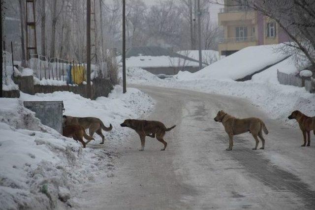 S&uuml;r&uuml; Halinde Gezen K&ouml;pekler Vatandaşı Tedirgin Ediyor 2