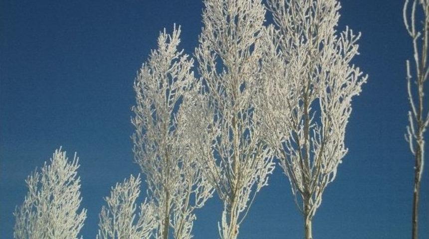 &Ouml;zalp&rsquo;ta Ağa&ccedil;lar Dondu