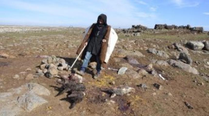 Siverek&rsquo;te Kesilen 4 Eşek Kafası Bulundu