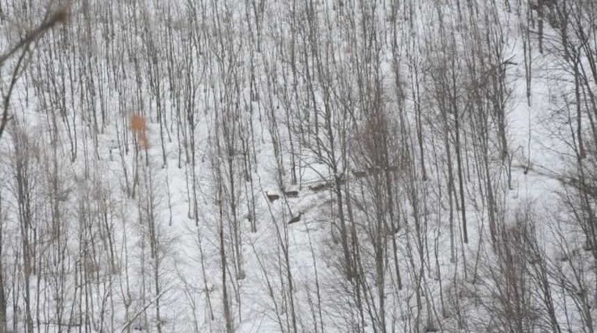 Kartepe&rsquo;de Yem Yemeye Gelen Geyikler G&ouml;r&uuml;nt&uuml;lendi