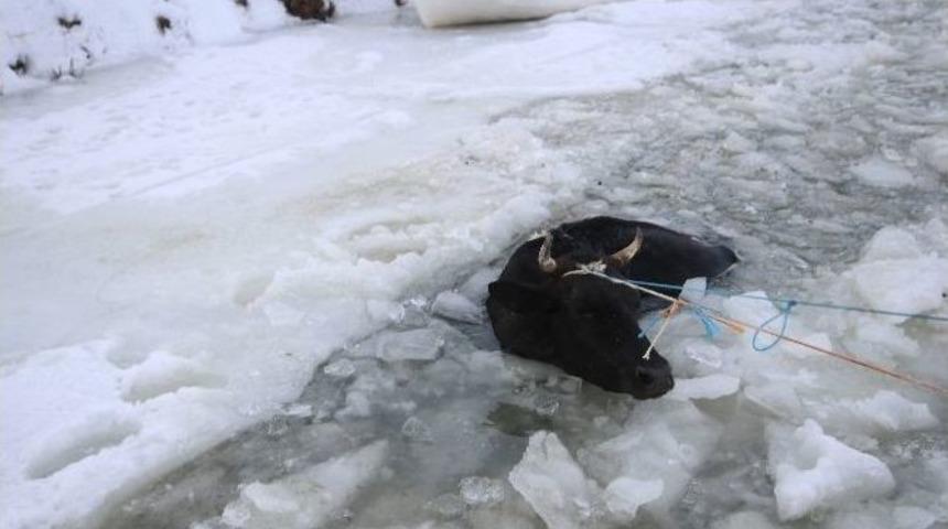 Donan G&ouml;lde Kırılan Buzdan Sulara D&uuml;şen İnek Kurtarıldı