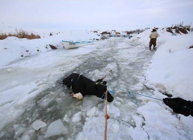 Donan Gölde Kırılan Buzdan Sulara Düşen İnek Kurtarıldı