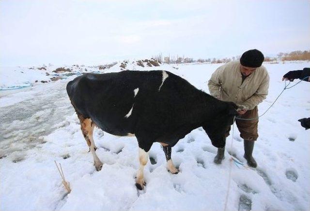 Donan Gölde Kırılan Buzdan Sulara Düşen İnek Kurtarıldı