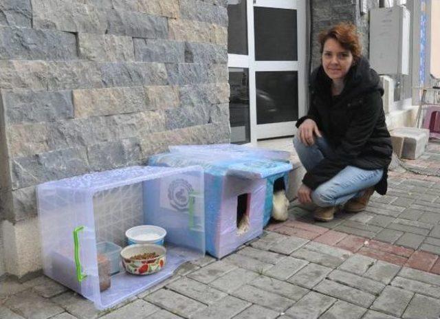 'kedi Evi' Yüzünden 4 Kadın Tartıştı