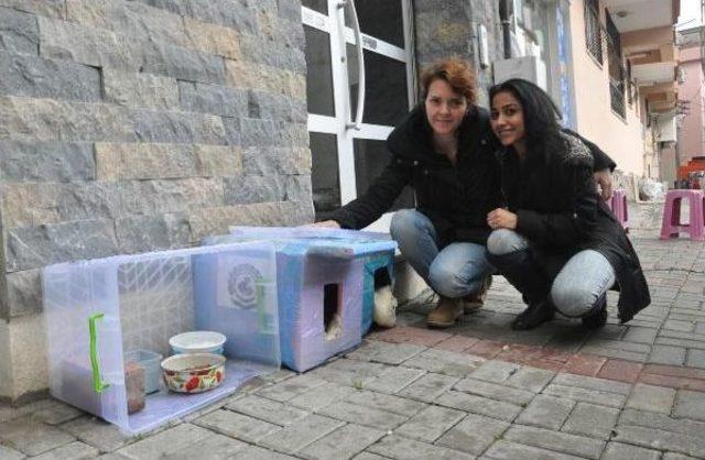 'kedi Evi' Yüzünden 4 Kadın Tartıştı