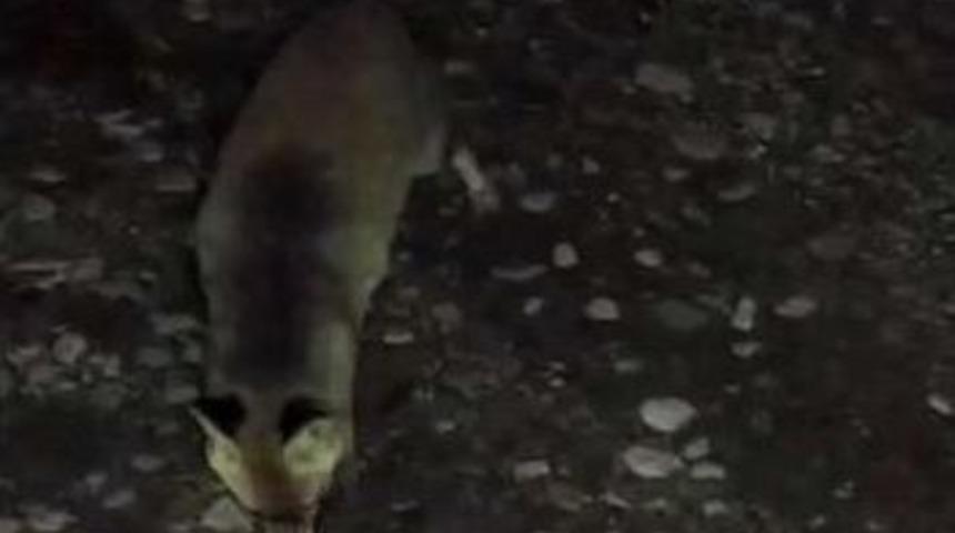 A&ccedil; Kalan Tilki İl&ccedil;e Merkezine İndi