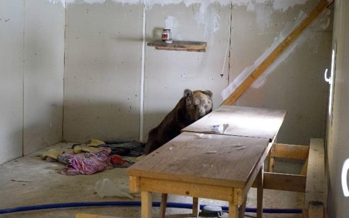 Halsiz D&uuml;şen Ayı, Boş Depoya Sığındı