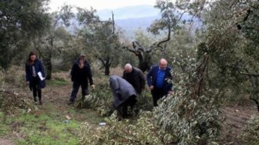 Kar Zeytin Ağa&ccedil;larını Budadı