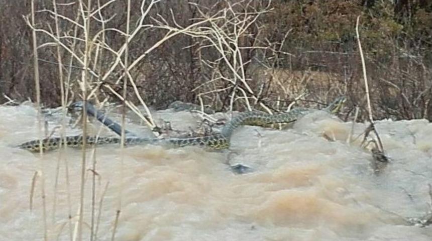 Zabıta Memurlarının G&ouml;r&uuml;nt&uuml;lediği Dev Yılan Şoke Etti