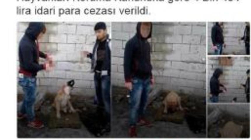 Kulakları Kesilmiş K&ouml;pek Fotoğrafları Isyan Ettirdi (3)