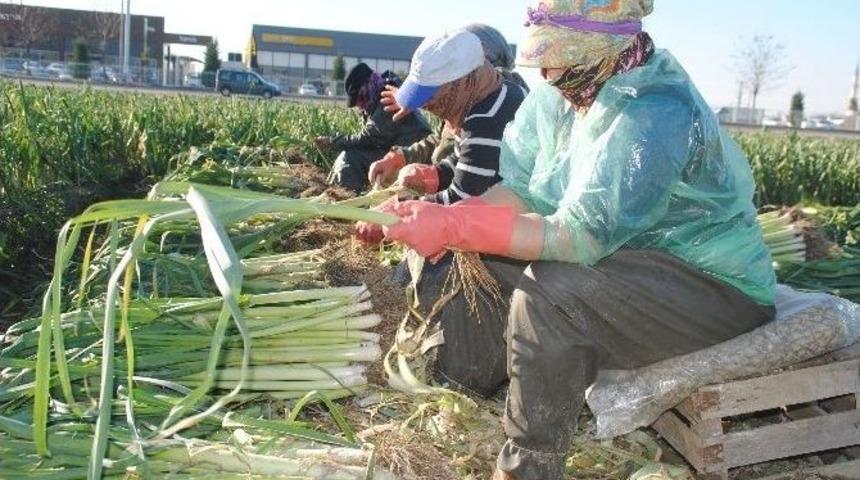 Pırasa &Uuml;reticileri Soğuğa Aldırmadan Hasada Devam Ediyor