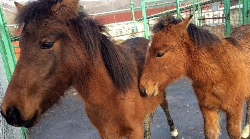 Ankara&rsquo;da Atlar Firarda
