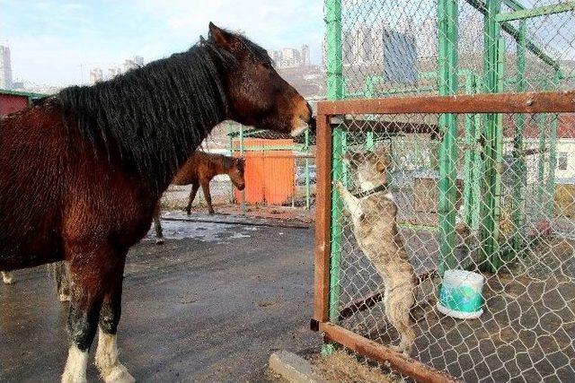 Ankara’da Atlar Firarda 1