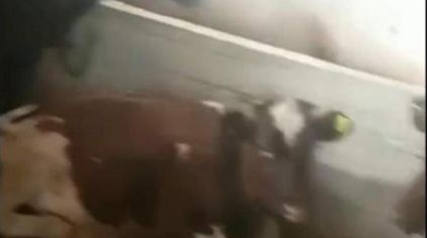 &Ccedil;alınan Ithal Danaların 10'u Bulundu