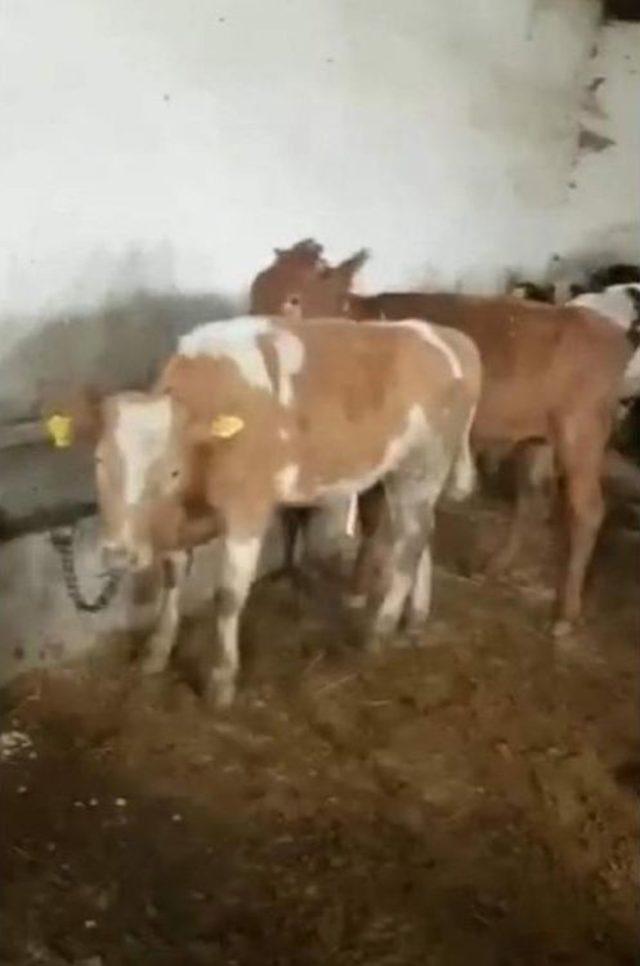 &Ccedil;alınan Ithal Danaların 10 u Bulundu 1